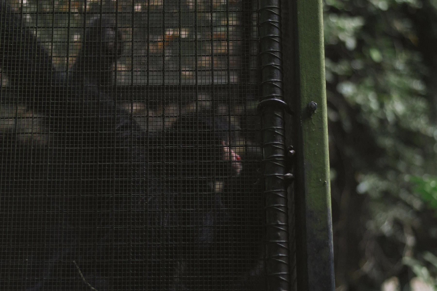 Photo of a monkey in the zoo.