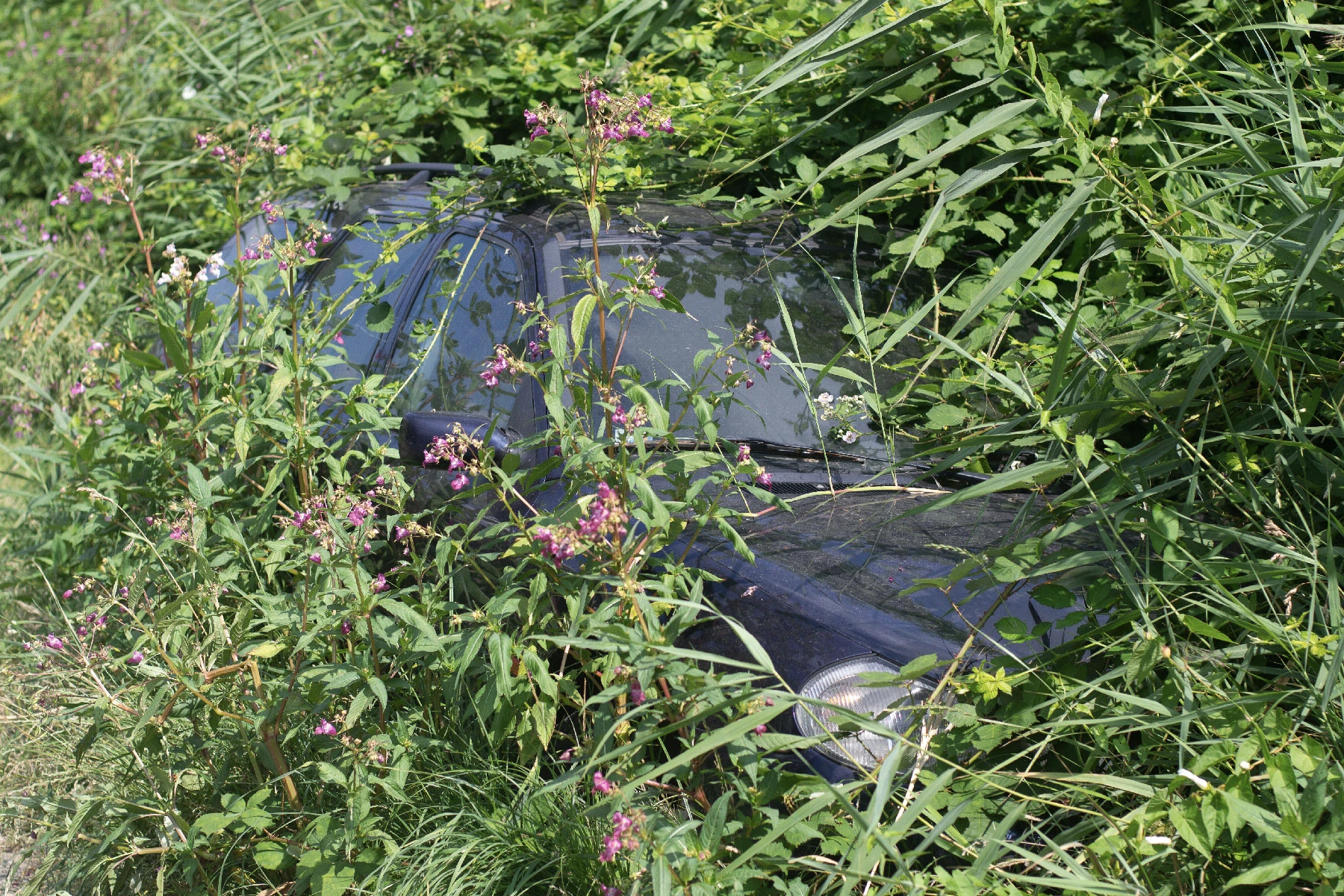 Photo of a car that is almost completely covered by bushes.