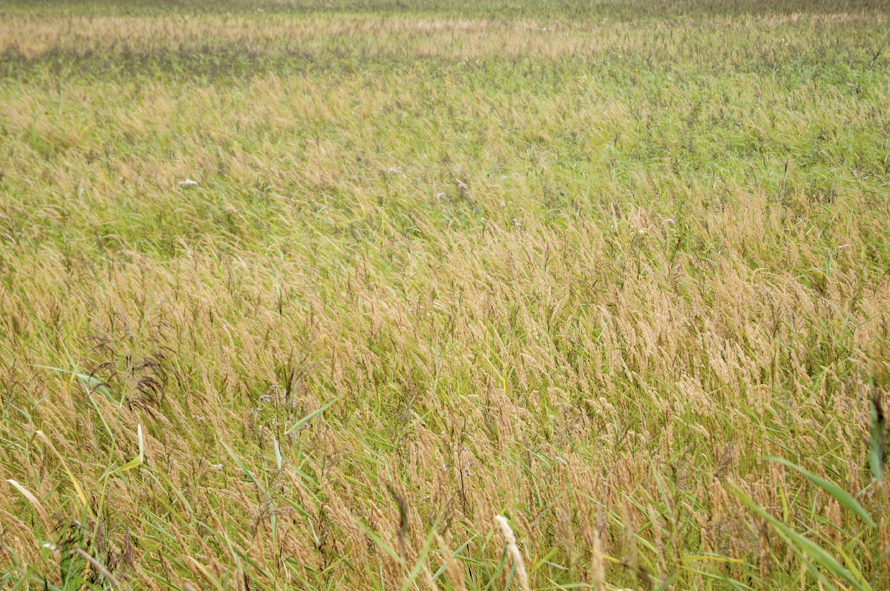 Photo of a field.