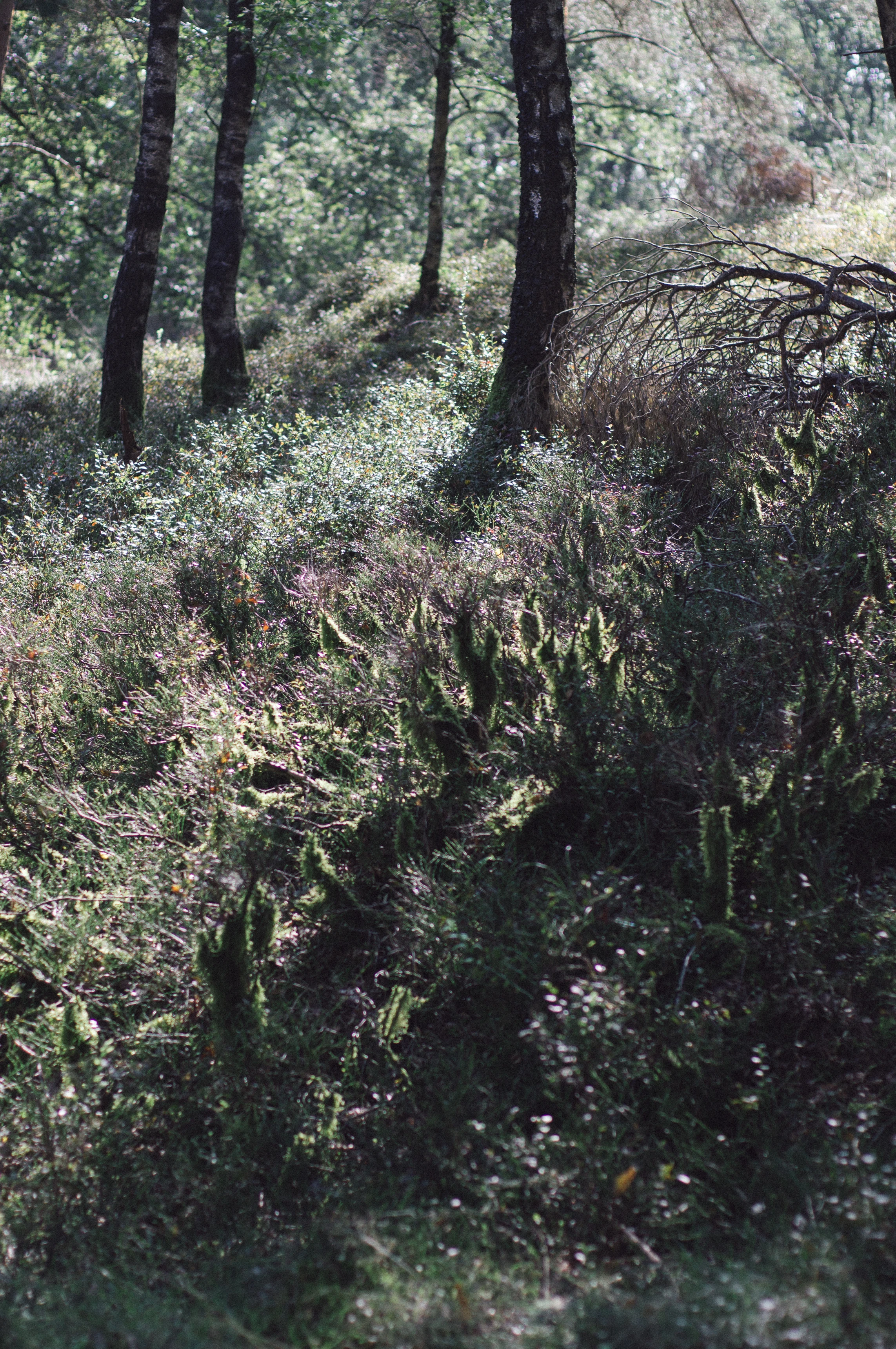 Grass, trees, you know. Good stuff.