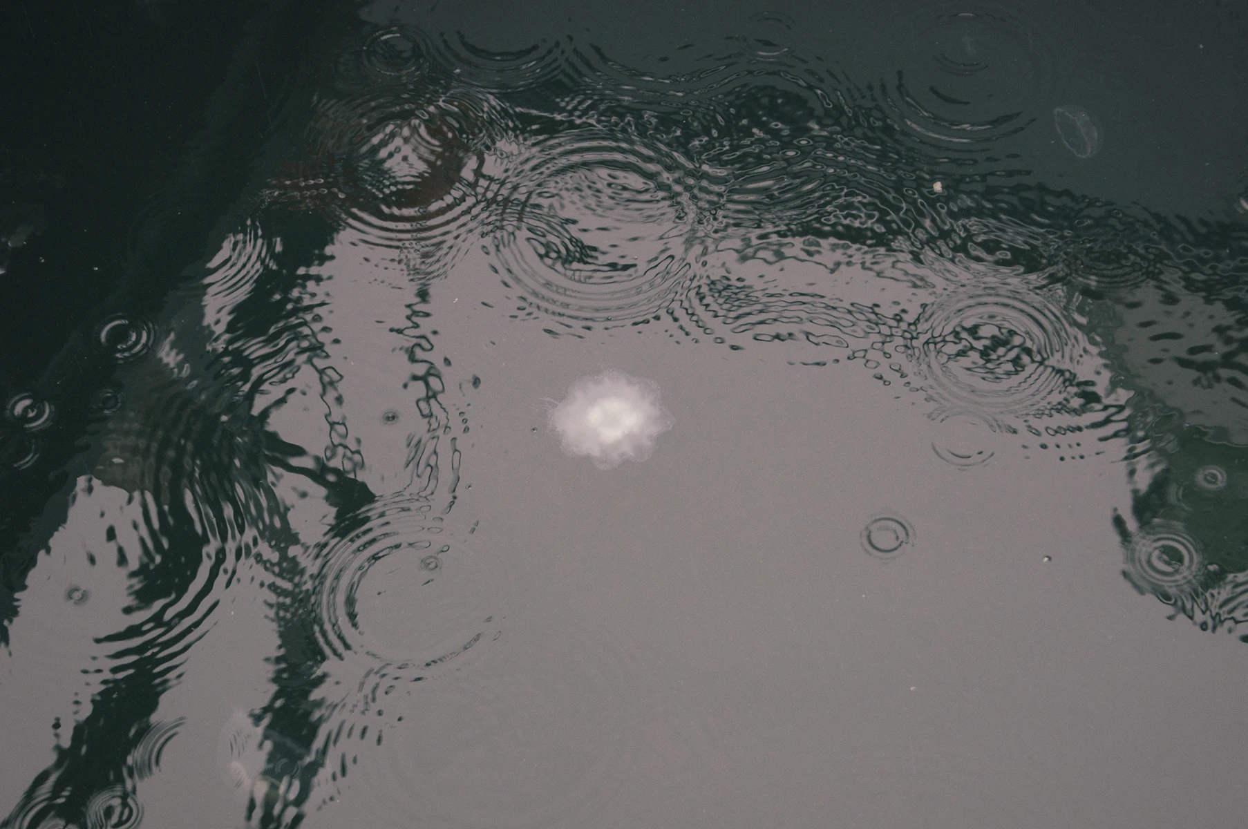 Photo of a jellyfish.