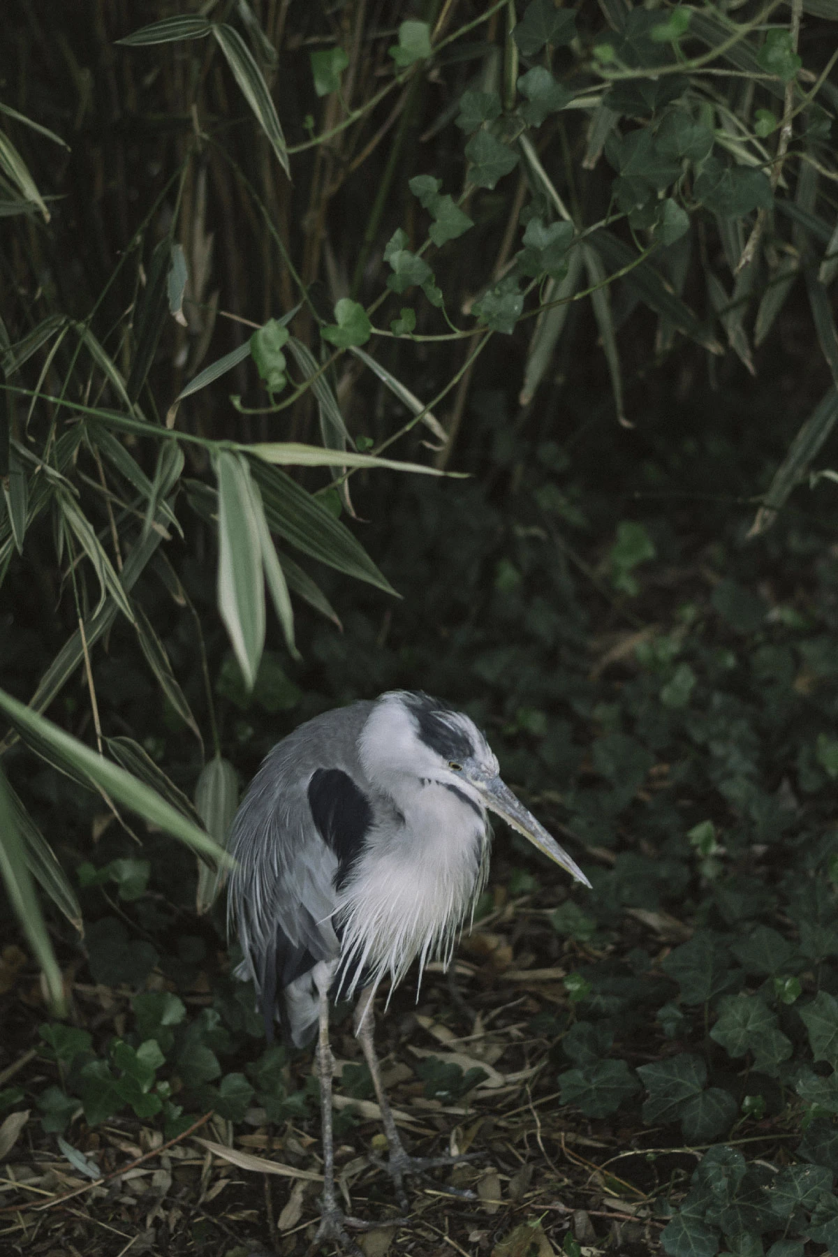 Photo of a heron.