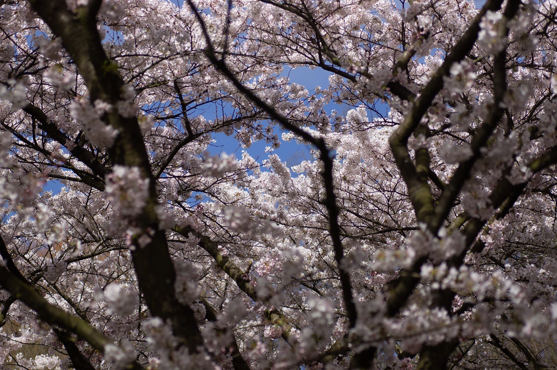 Photo of Sakura trees in the Amstelpark.
