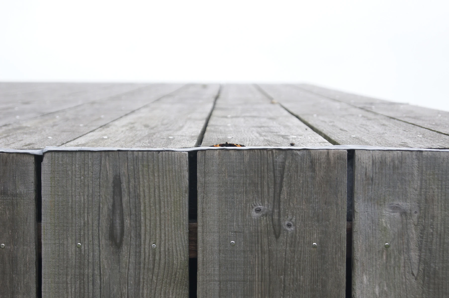 Photo of butterfly on a roof.